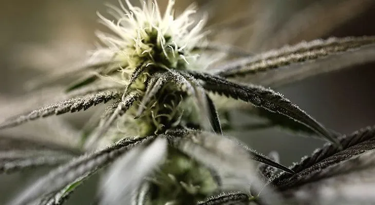 La marihuana podría ser la clave para mejorar la fertilidad de los hombres