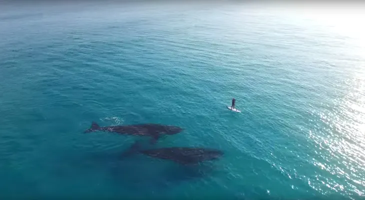 Drone captura el encuentro cercano de 2 ballenas con un hombre que practicaba surf de remo