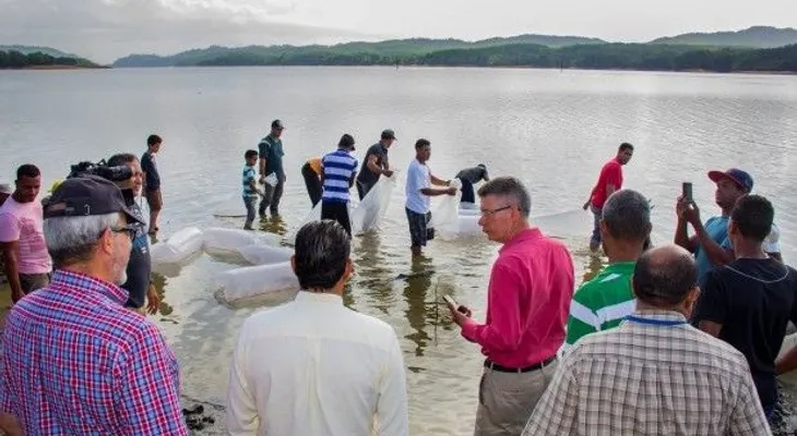 Falcondo, Codopesca, Universidad ISA y el Cimpa liberan 50 mil peces en presa Rincón
