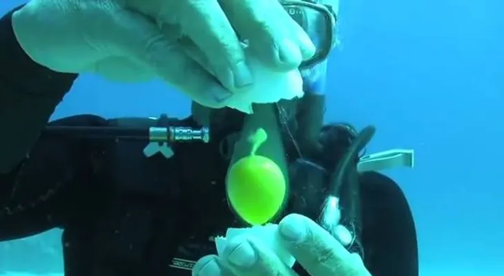 Video: ¿Quieres saber qué pasa al romper un huevo debajo del agua? Mira esto?