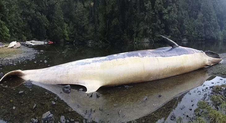 ¿Por qué más de 330 ballenas mueren varadas en las costas de Chile?