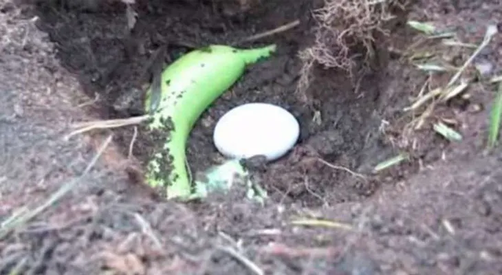 Entierra un plátano y un huevo en el jardín de tu casa. ¡Por DIOS, no te puedes perder el resultado final
