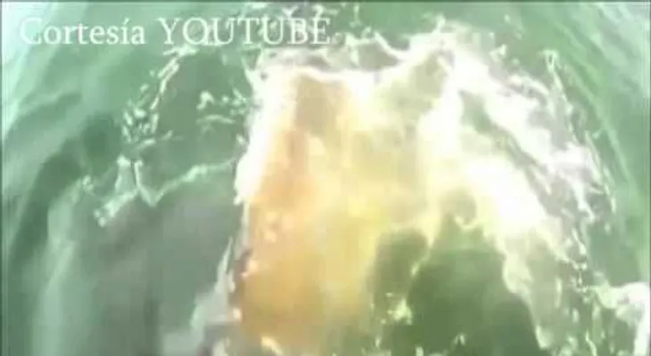 Impactante: Un mero gigante se come un tiburón /(VIDEO)