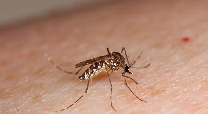 Suman 51 número de muertos por dengue grave en Honduras 
