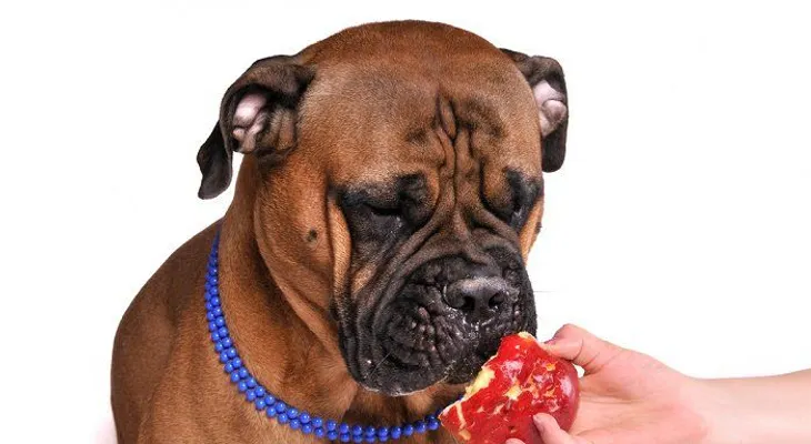 10 alimentos de humanos que es comida saludable para perros
