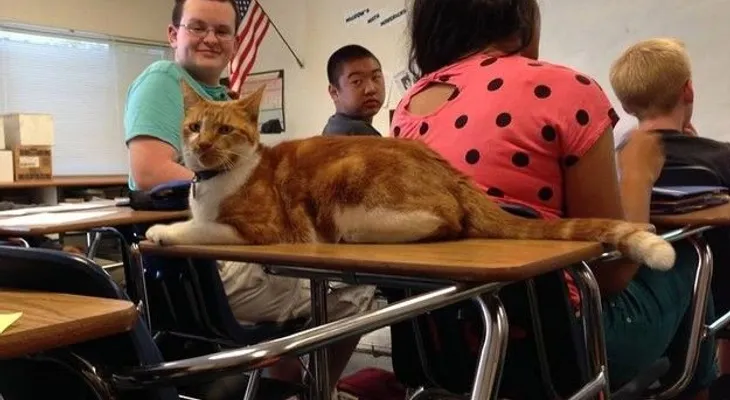 El gato que va todos los días a clase: Conoce la historia