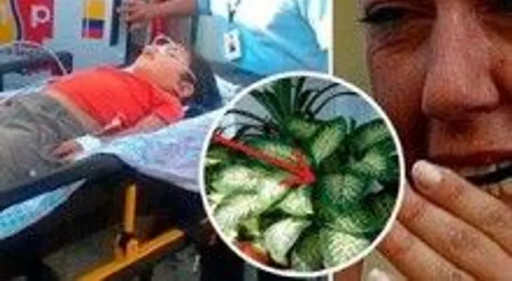 Mi hijo murió envenenado por esta planta: ¡Es urgente que los sepan!