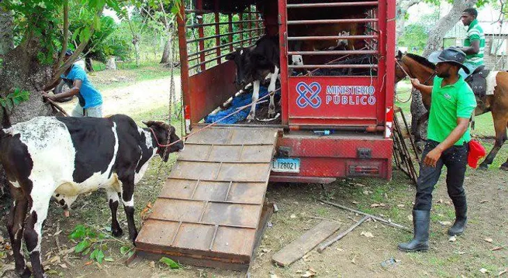 Realizan operativo de retención de animales en Autopista del Nordeste
