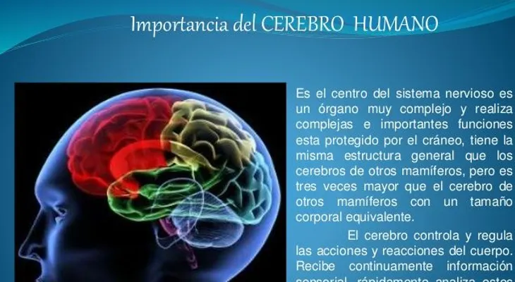 Lo interesante de los cerebros humano