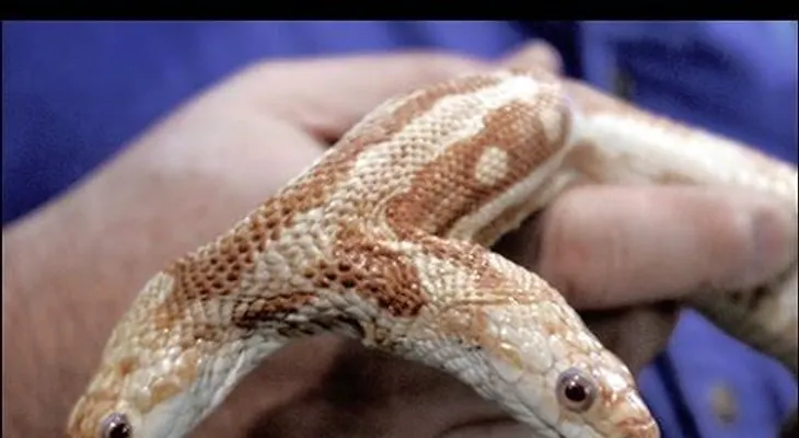 Conozca estos casos de mutaciones extrañas en animales (VIDEO)