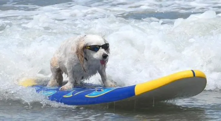 Los perros surfistas invaden como cada año una playa de EE.UU.