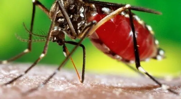 Niños, son la mayoría de afectados por el dengue