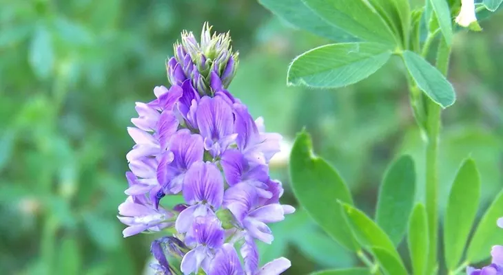La alfalfa o medicago sativa, baja la fiebre, evita caída del cabello y la anemia; previene la osteoporosis