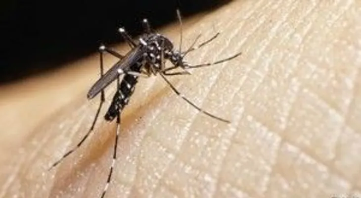 Panamá suma 24 casos de virus zika en mes y medio