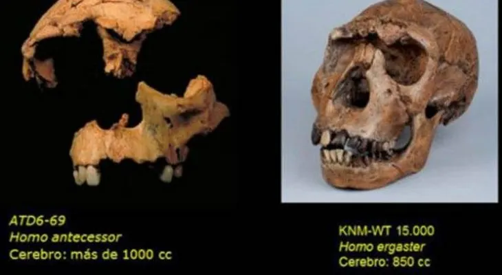 El fósil de un adolescente confirma la existencia del Homo Antecesor