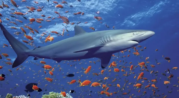El tiburón no es una máquina sin alma, según descubrimiento 