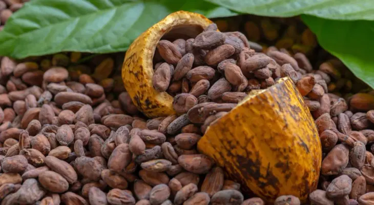 República Dominicana adapta producción de cacao a nuevas exigencias ambientales de la Unión Europea