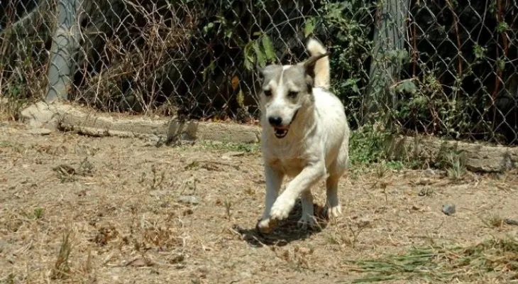 Estos son los actos más grande hacia una mascota: Adoptar, esterilizar y no abandonar 