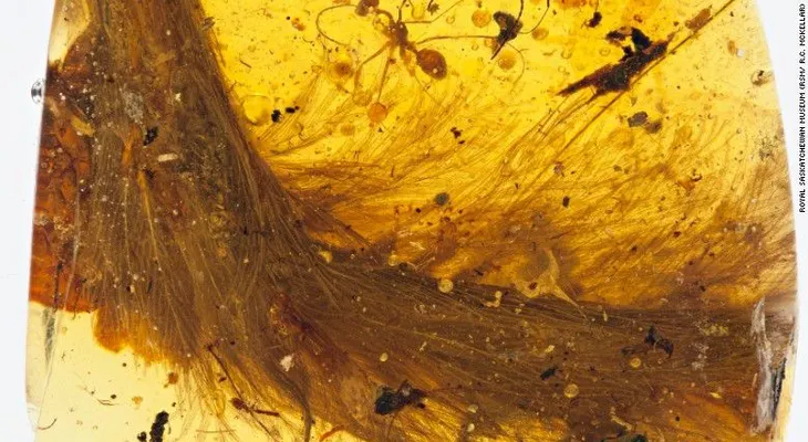 Encuentran la cola de un dinosaurio preservada en ámbar