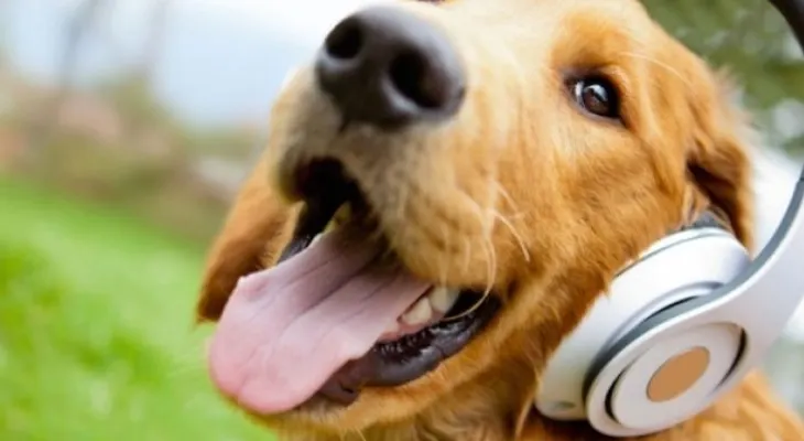 ¿Sabías que los perros recuerdan nuestras acciones y son capaces de imitarlas?
