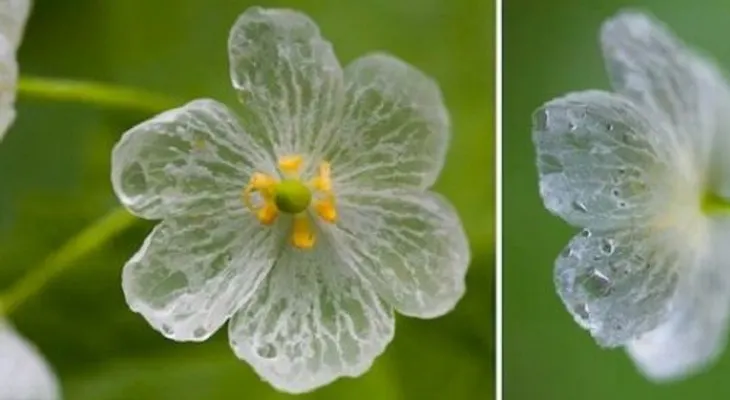 ¡Asombrosa planta!