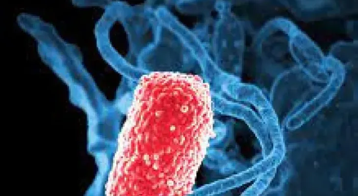 Resistencia de bacterias a la meticilina surgió de modo natural hace 200 años