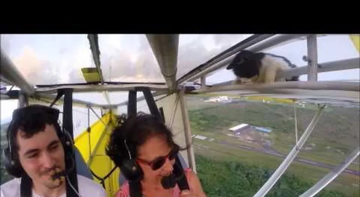 Video de un gato volador causa sensación 
