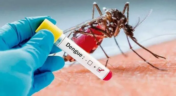 Una noticia alentadora. Una bacteria se convierte en la esperanza de la lucha contra el dengue