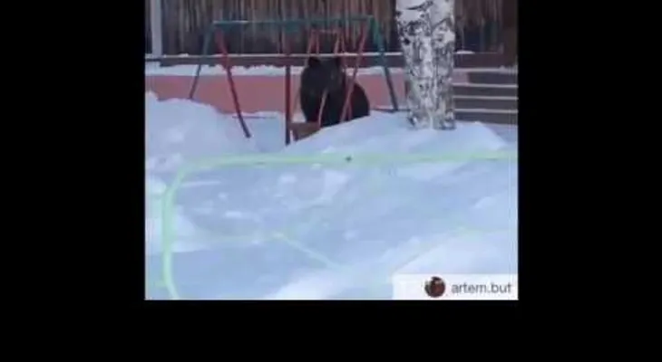 Un oso se esfuerza por subirse a un columpio