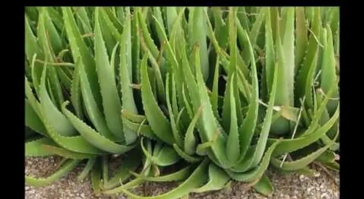 Como hacer Aloe Vera para tomar