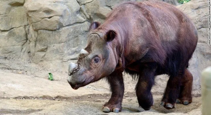 El último rinoceronte de Sumatra en Estados Unidos busca pareja
