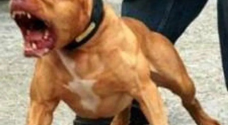 Cómo reducir la posibilidad de ser mordido por un perro 