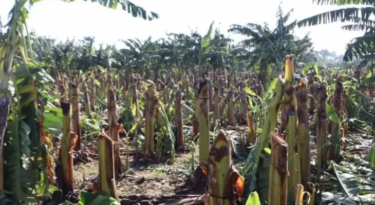 Tornado y lluvias azotan plantaciones de banano y plátano en Valverde