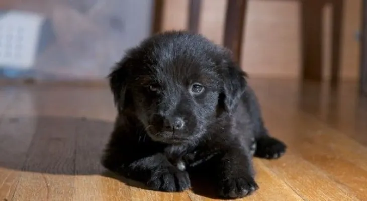 Cómo sobrevivir a los primeros días con tu cachorro