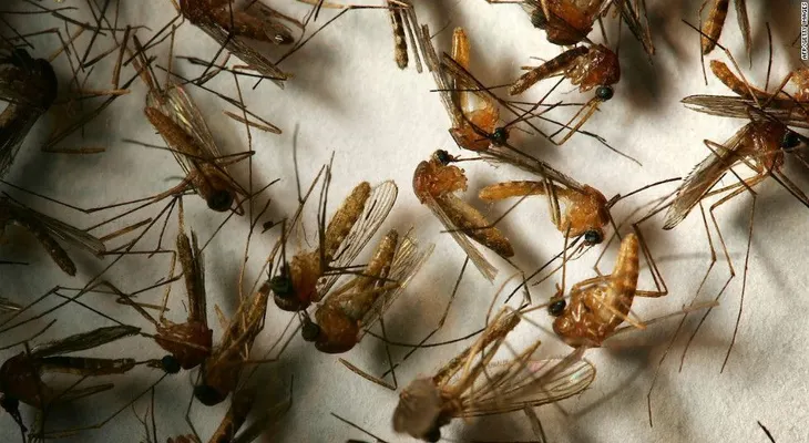 Hawai se declara en emergencia por casos de fiebre de dengue