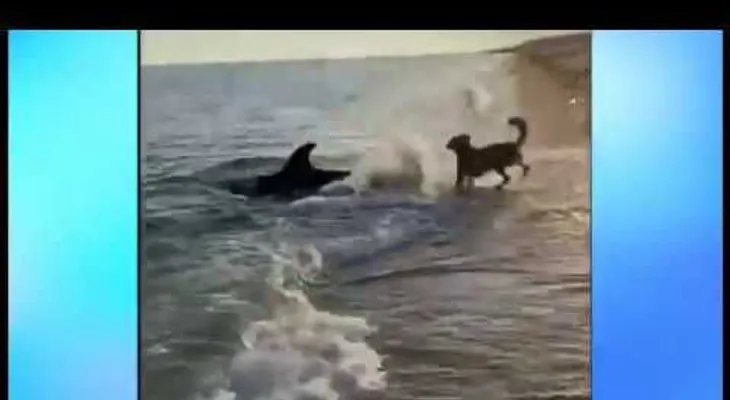 El juego entre un perro y un delfín que hace "olvidar" la pandemia 