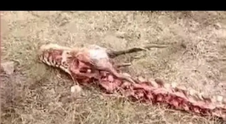 Encuentran en China un esqueleto de un "dragón" de 18 metros