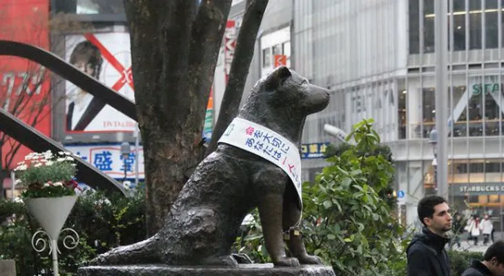 Perro boliviano aún llora su amo en el lugar donde murió hace 5 años?