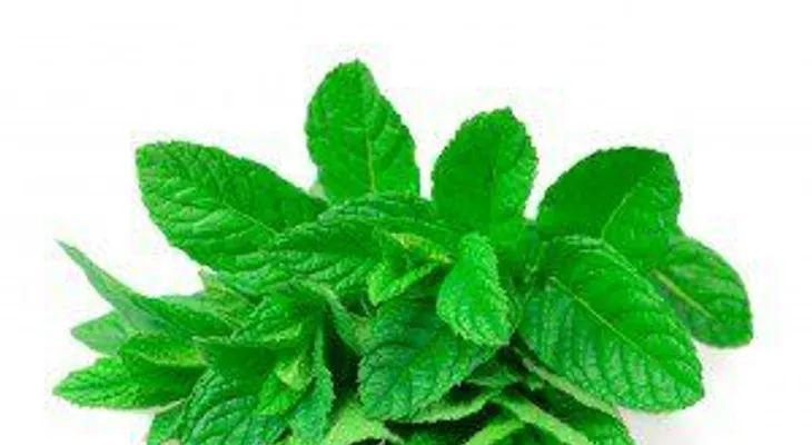 Los beneficios de la menta que no sabías: Afrodisíacas, para el mal aliento, migrañas, dolor de garganta, hemorroides...