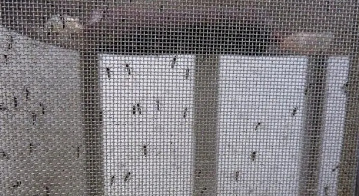 Puerto Rico confirma más de 1.100 casos de zika