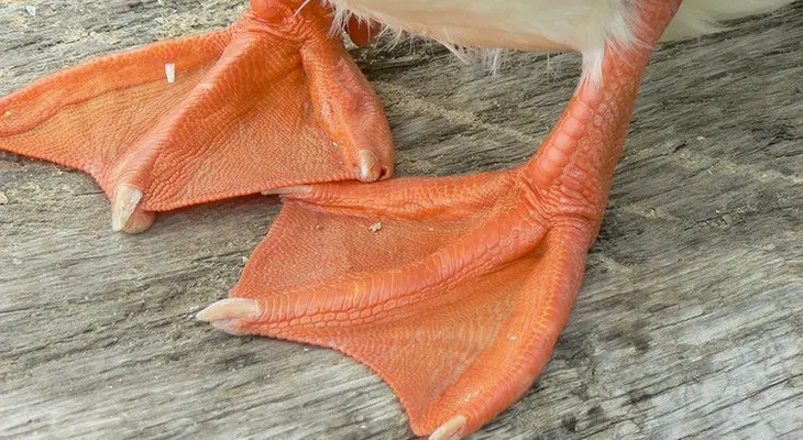 ¿Manos palmeadas o bocas sin dientes?: Así será la metamorfosis de nuestros cuerpos en el futuro