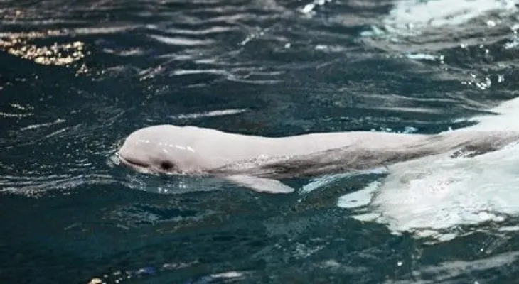 Beluga nacida en cautiverio muere en acuario en Atlanta 