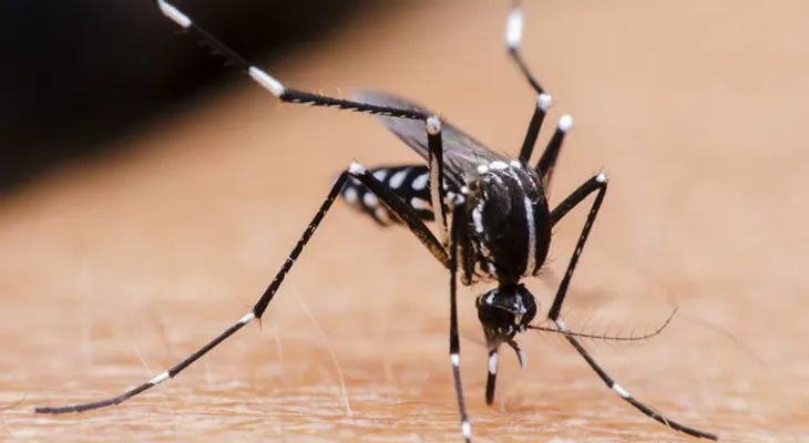 Sueltan millones de mosquitos mutantes en Brasil