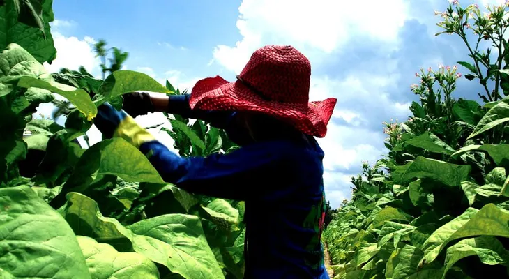 Campesinas mexicanas víctimas de acoso sexual recibirán millonaria compensación