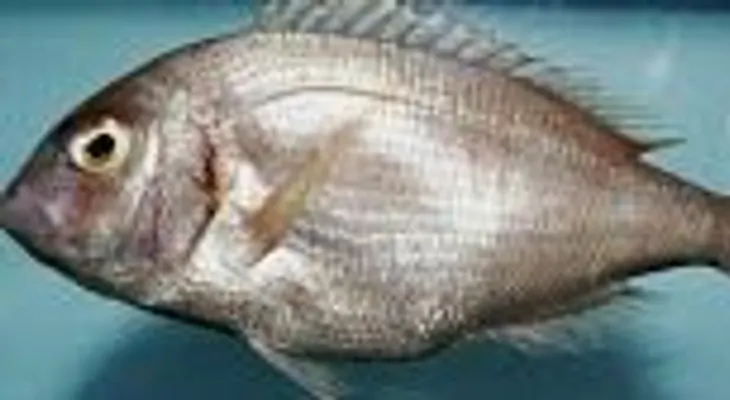 Autoridades de NY alertan sobre 5 pescados no comestibles en río Hudson