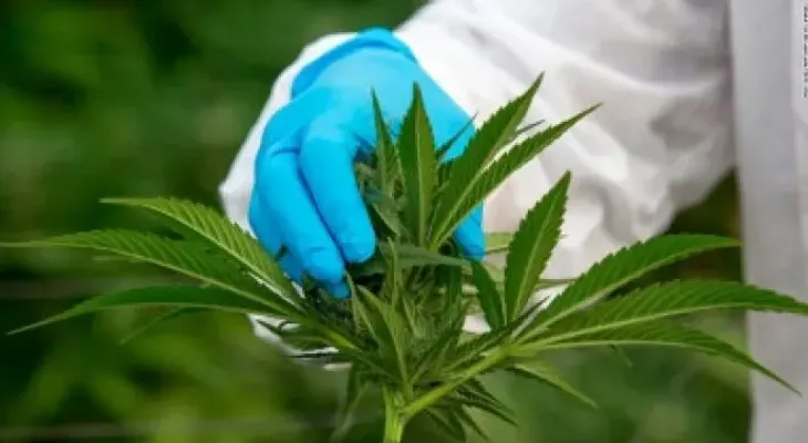 Panamá legaliza uso medicinal y terapéutico del cannabis