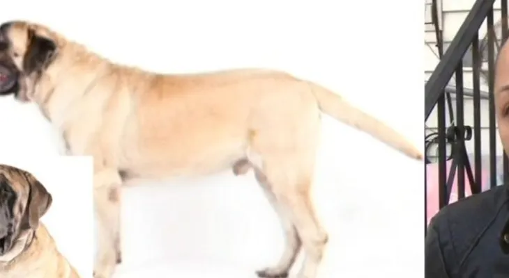 Una hispana de 75 muere atacada por su perro "Mastín" adoptado en 2011