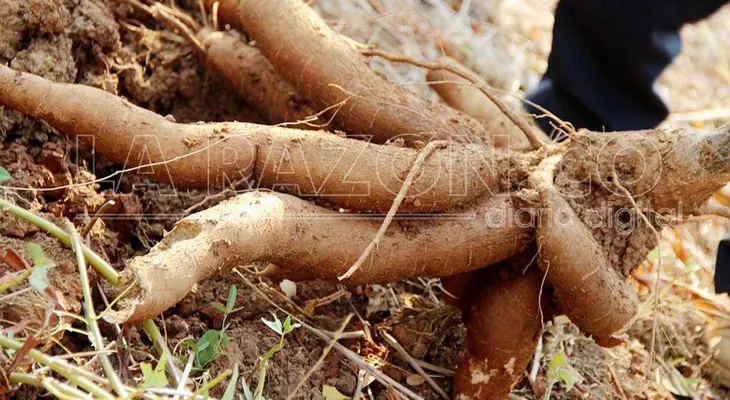 Alimentos no recomendados para comer de noche: pan, arroz, yuca, chocolate amargo, camote o batata,