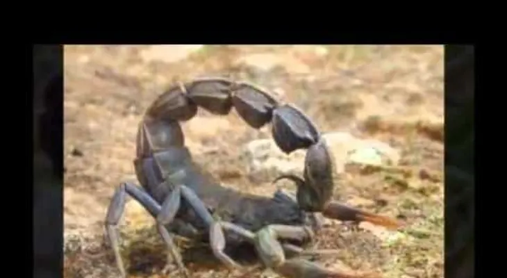 Los escorpiones más venenosos del mundo (VIDEO)