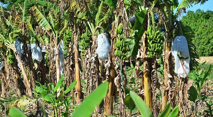Bagrícola dice en pocos días llegará el dinero para bananeros
